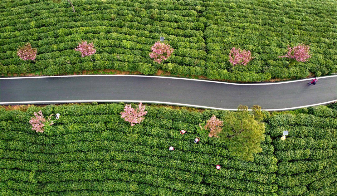 茶香满溢，茶园布局新篇章！